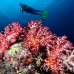 coral_soft_ni_h_0705_png1612.jpg